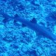 50- Requin aileron blanc de lagon 